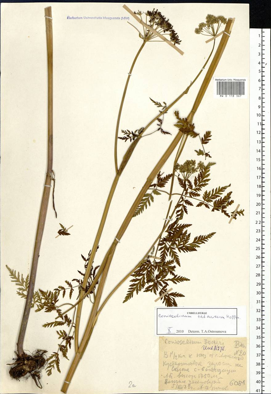 Conioselinum tataricum Hoffm., Siberia, Western (Kazakhstan) Altai Mountains (S2a) (Kazakhstan)