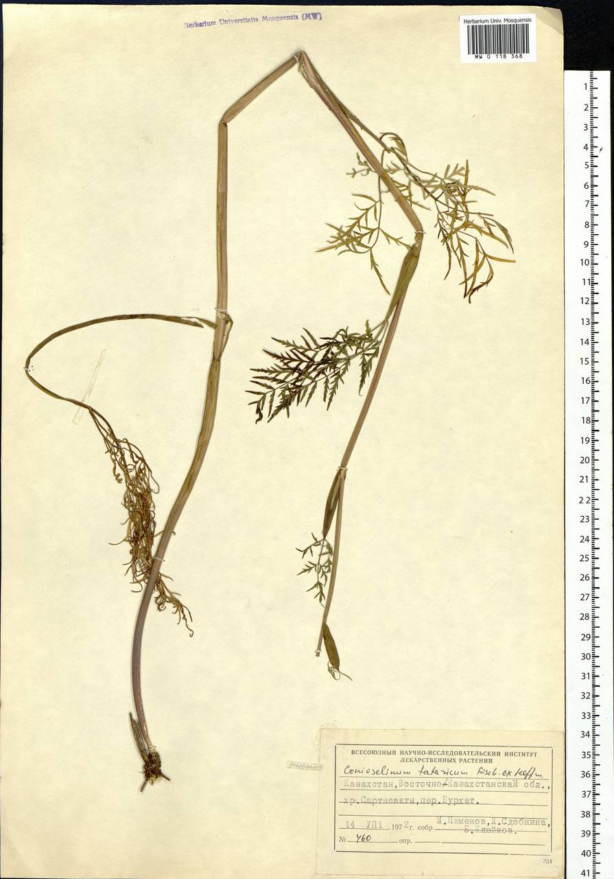 Conioselinum tataricum Hoffm., Siberia, Western (Kazakhstan) Altai Mountains (S2a) (Kazakhstan)