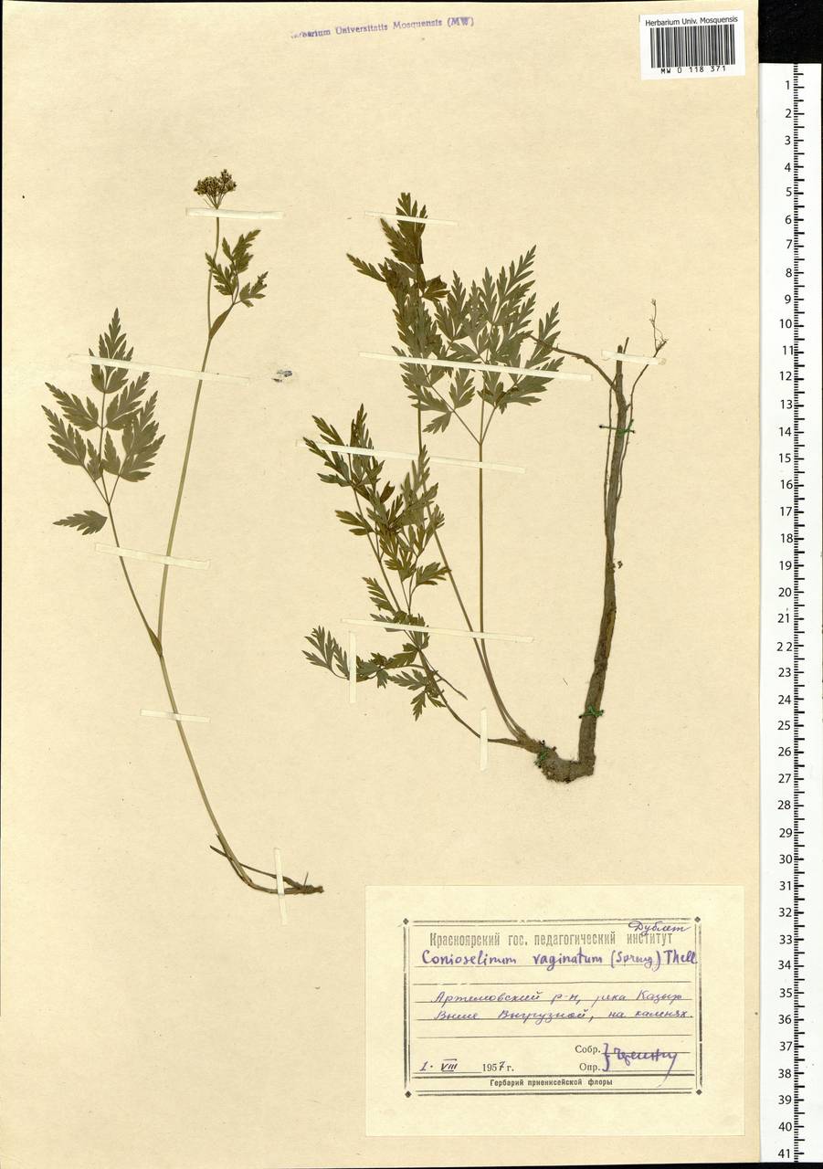 Conioselinum tataricum Hoffm., Siberia, Altai & Sayany Mountains (S2) (Russia)