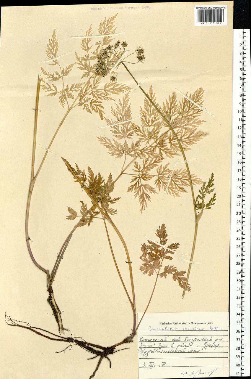 Conioselinum tataricum Hoffm., Siberia, Central Siberia (S3) (Russia)