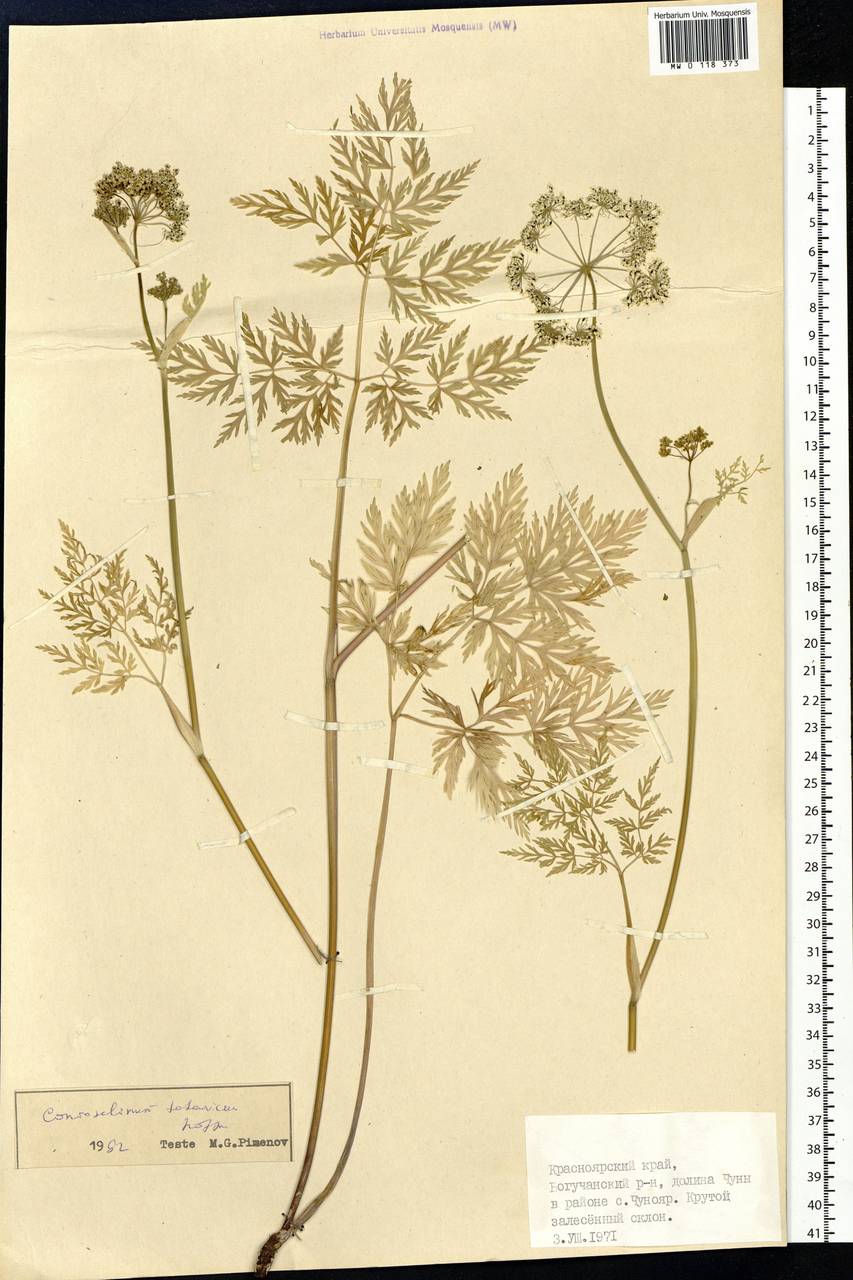 Conioselinum tataricum Hoffm., Siberia, Central Siberia (S3) (Russia)