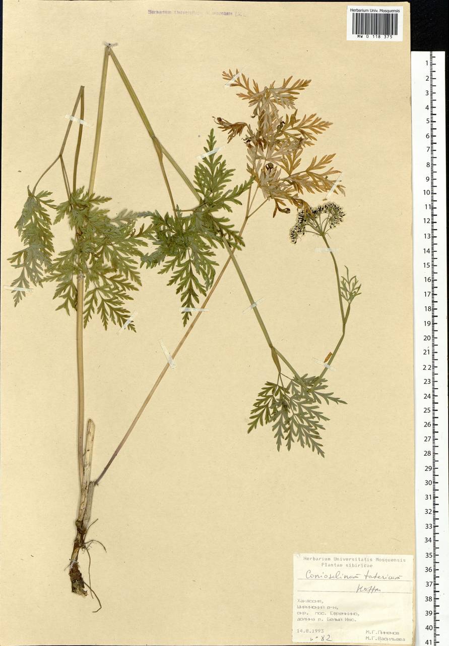 Conioselinum tataricum Hoffm., Siberia, Altai & Sayany Mountains (S2) (Russia)
