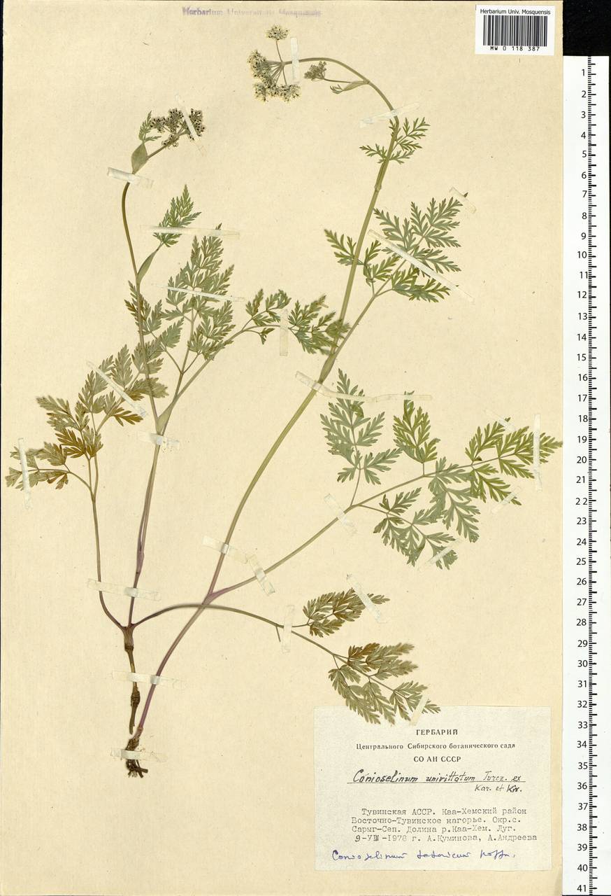 Conioselinum tataricum Hoffm., Siberia, Altai & Sayany Mountains (S2) (Russia)