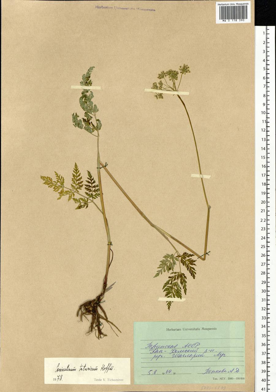 Conioselinum tataricum Hoffm., Siberia, Altai & Sayany Mountains (S2) (Russia)