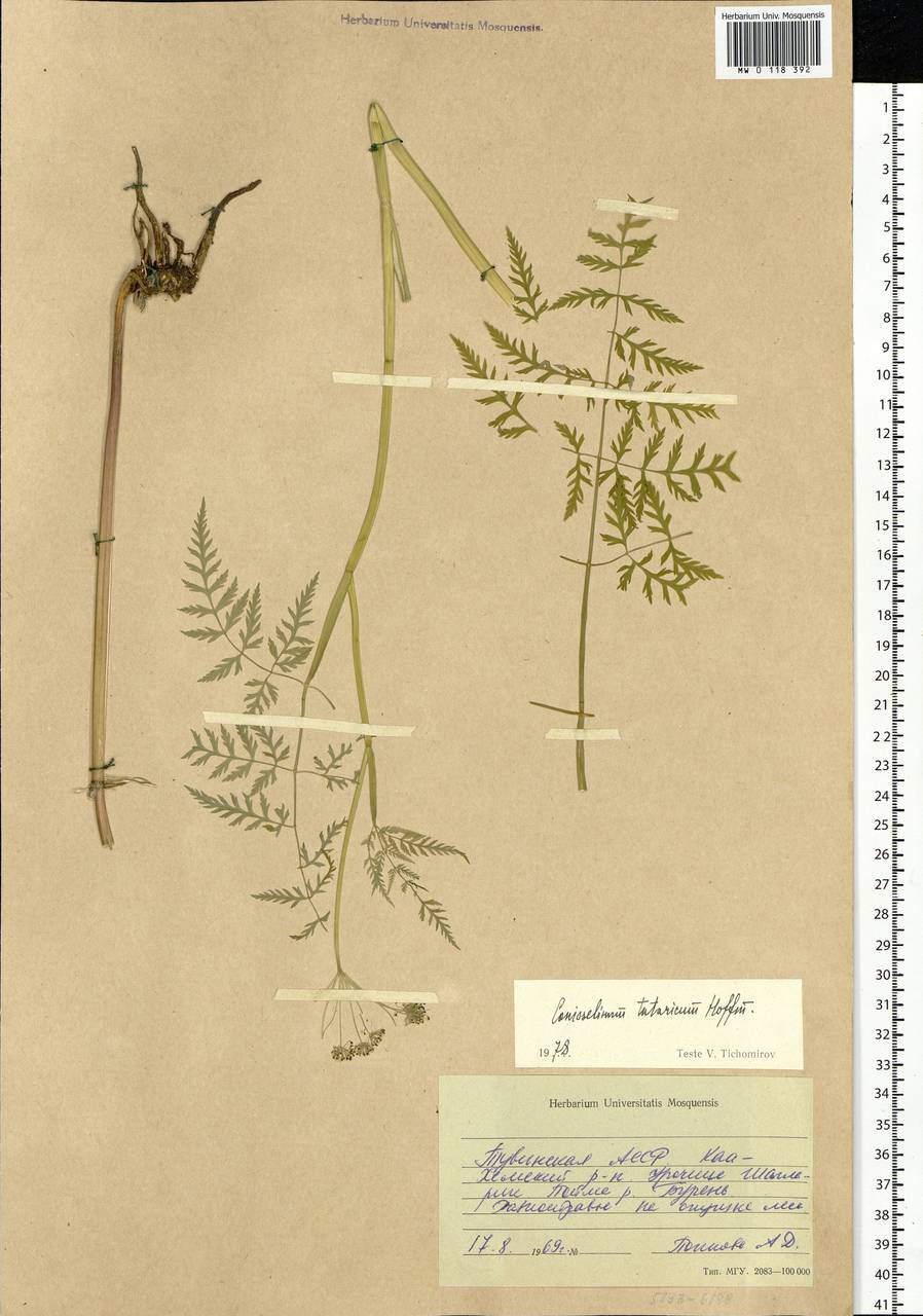 Conioselinum tataricum Hoffm., Siberia, Altai & Sayany Mountains (S2) (Russia)