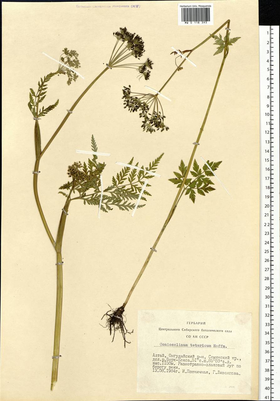 Conioselinum tataricum Hoffm., Siberia, Altai & Sayany Mountains (S2) (Russia)