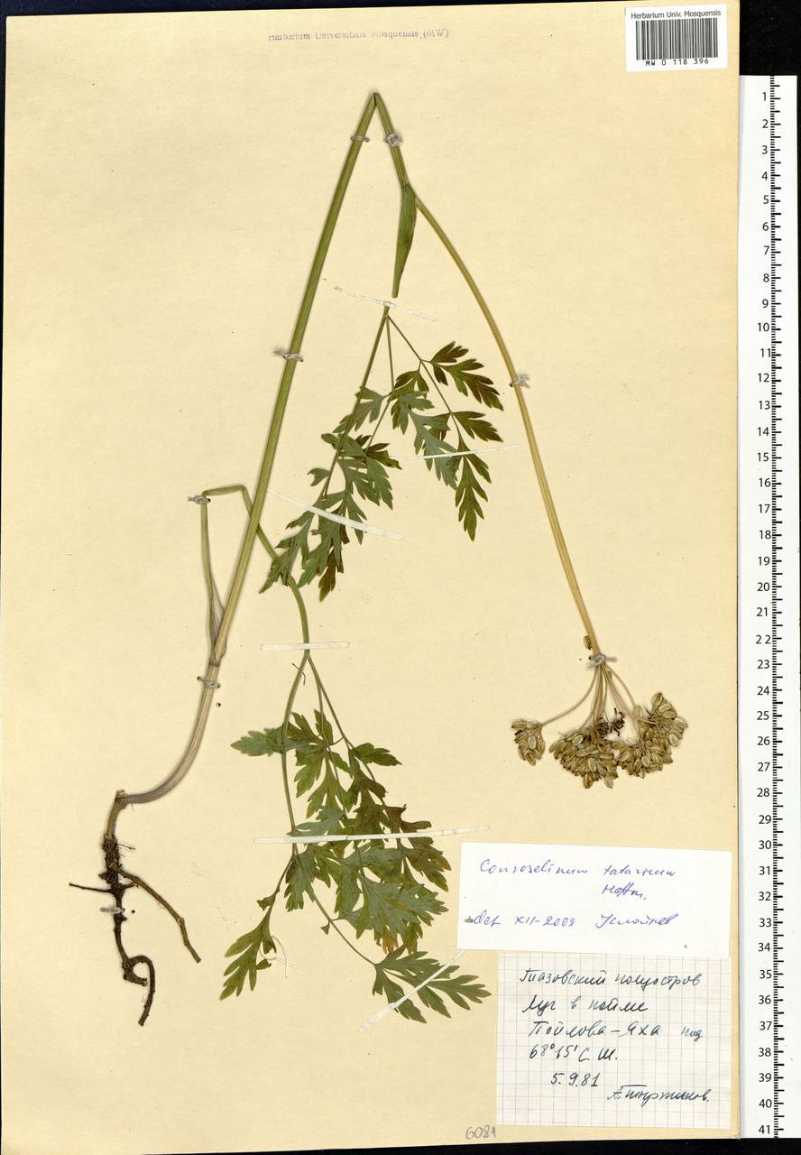 Conioselinum tataricum Hoffm., Siberia, Western Siberia (S1) (Russia)