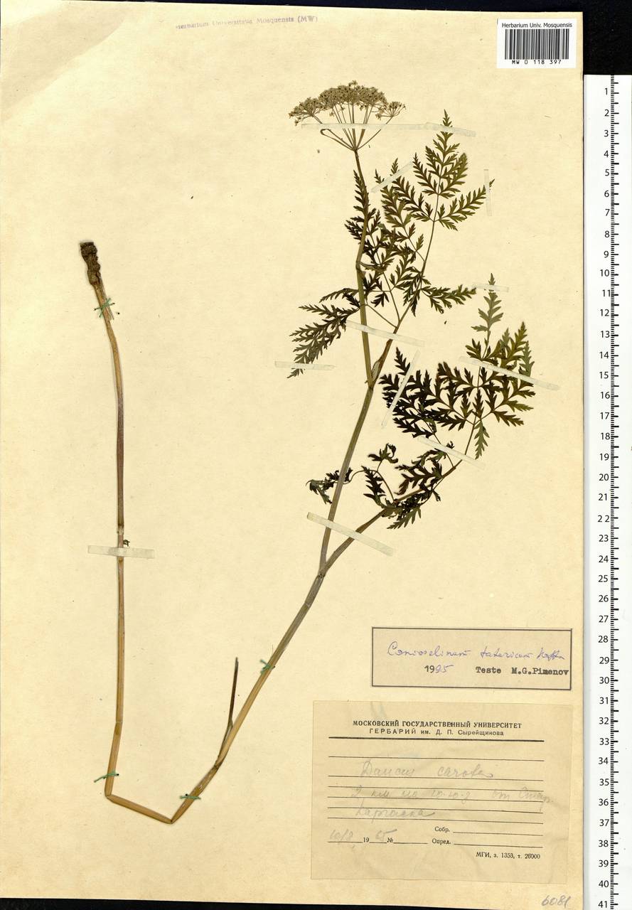 Conioselinum tataricum Hoffm., Siberia, Western Siberia (S1) (Russia)