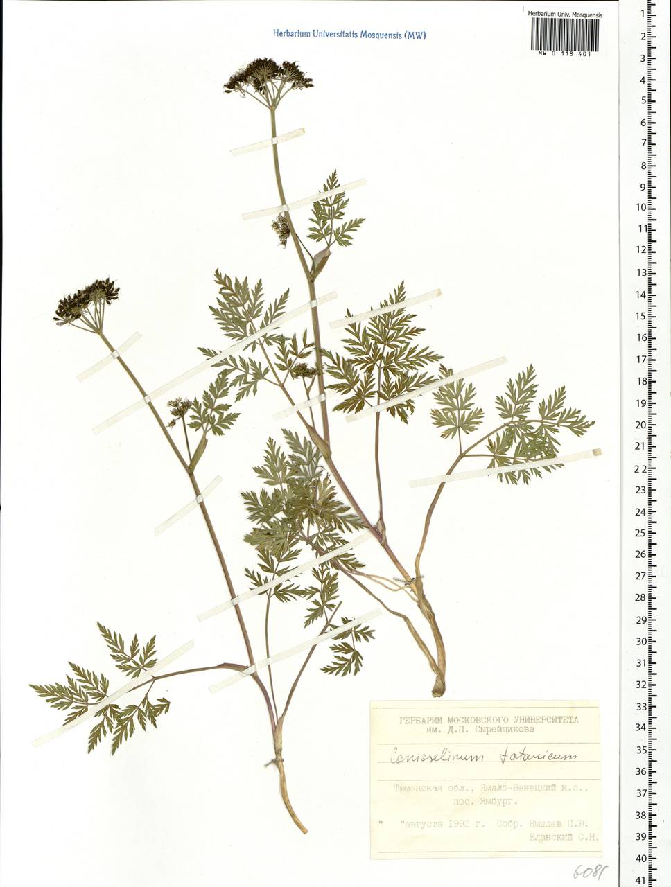 Conioselinum tataricum Hoffm., Siberia, Western Siberia (S1) (Russia)