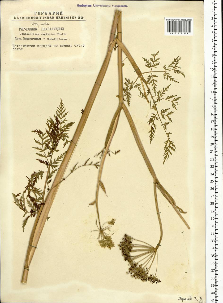 Conioselinum tataricum Hoffm., Siberia, Western Siberia (S1) (Russia)