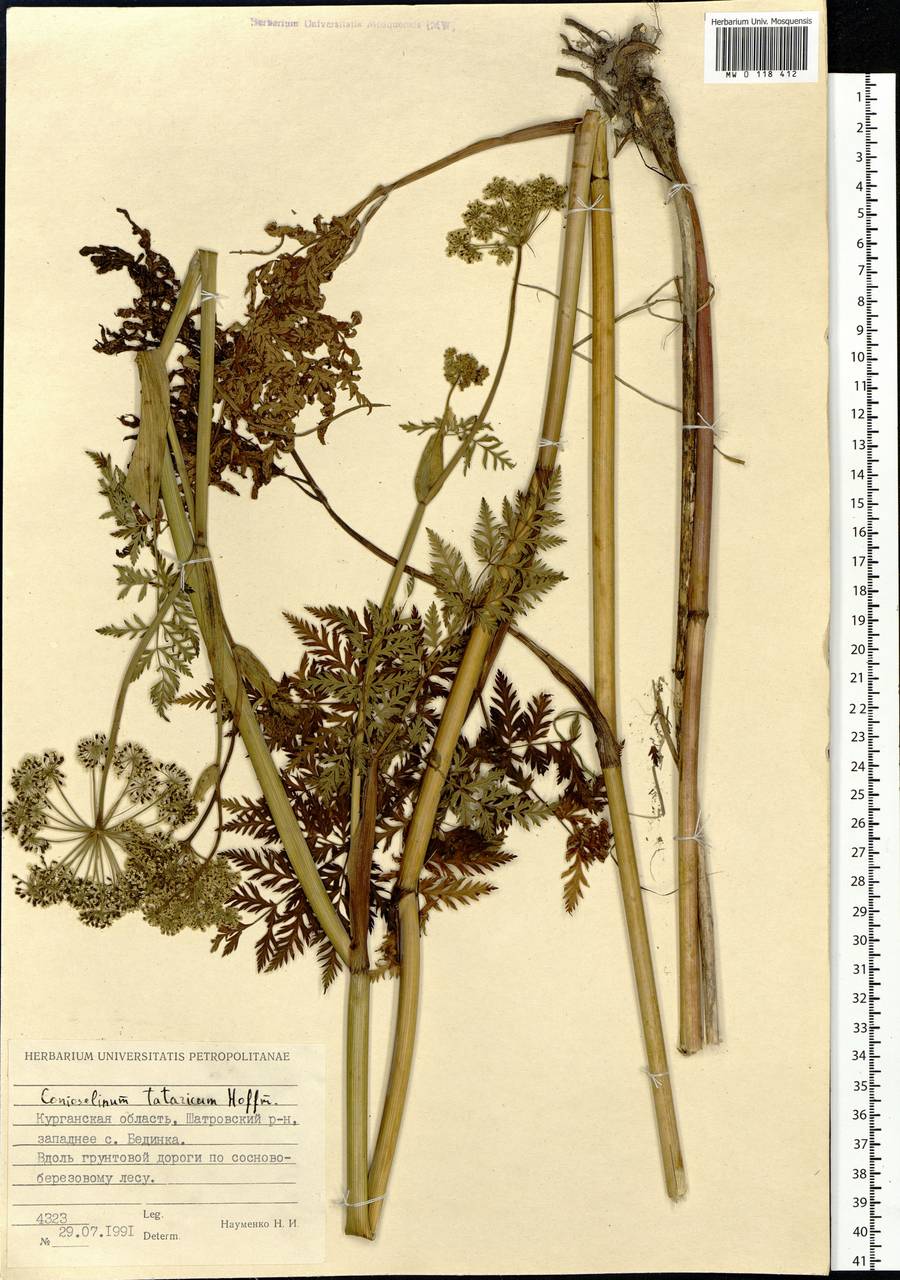 Conioselinum tataricum Hoffm., Siberia, Western Siberia (S1) (Russia)