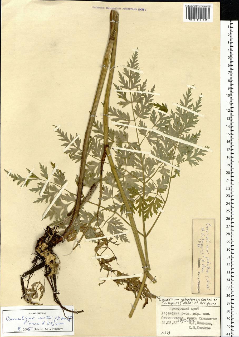 Conioselinum smithii (H. Wolff) Pimenov & Kljuykov, Siberia, Russian Far East (S6) (Russia)