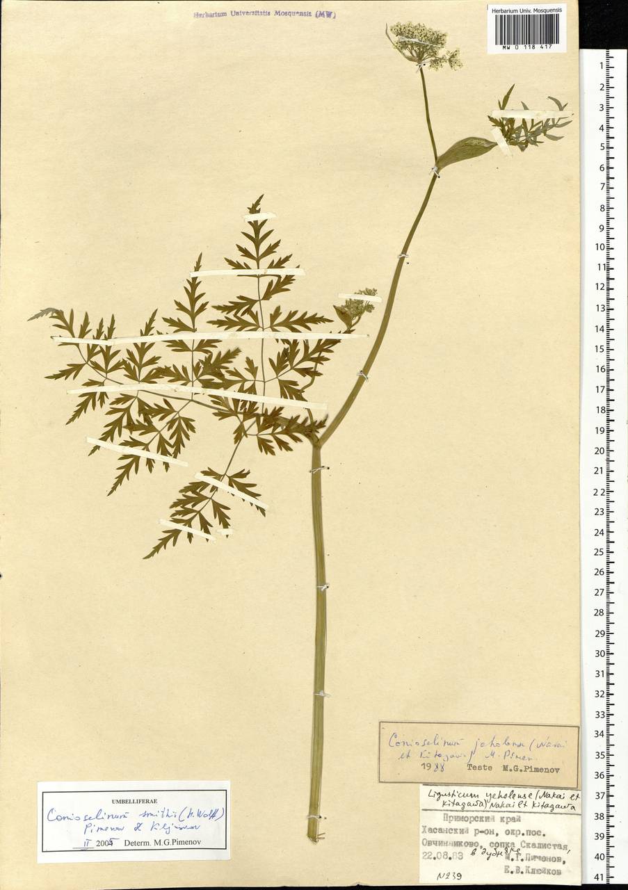 Conioselinum smithii (H. Wolff) Pimenov & Kljuykov, Siberia, Russian Far East (S6) (Russia)