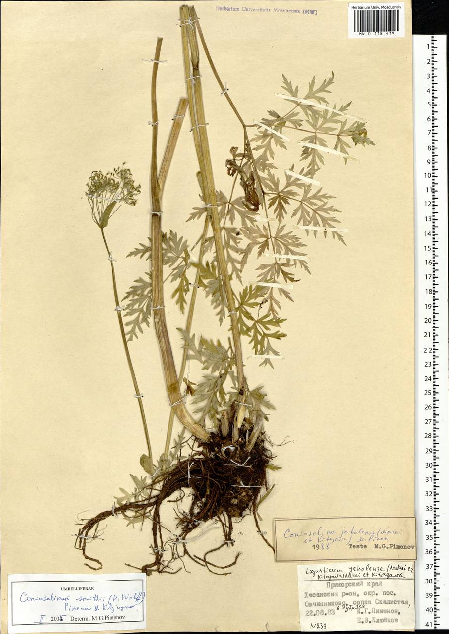 Conioselinum smithii (H. Wolff) Pimenov & Kljuykov, Siberia, Russian Far East (S6) (Russia)