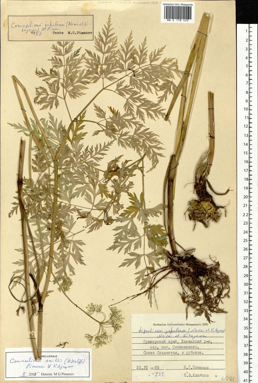 Conioselinum smithii (H.Wolff) Pimenov & Kljuykov, Siberia, Russian Far East (S6) (Russia)