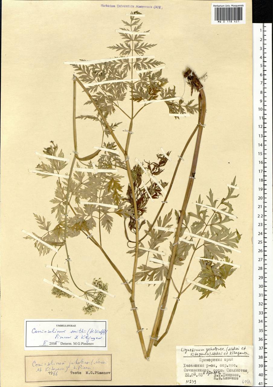 Conioselinum smithii (H.Wolff) Pimenov & Kljuykov, Siberia, Russian Far East (S6) (Russia)