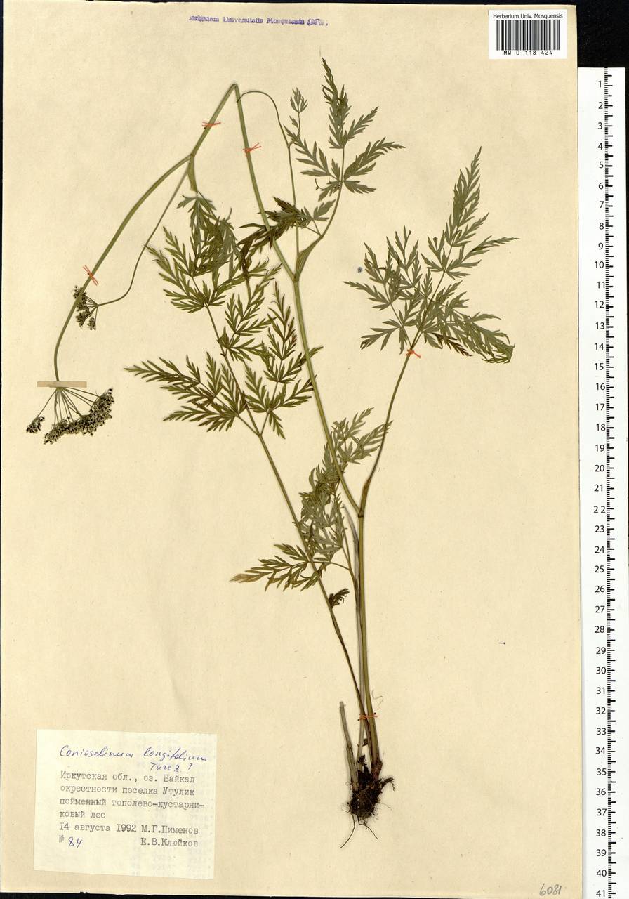 Conioselinum longifolium Turcz., Siberia, Baikal & Transbaikal region (S4) (Russia)