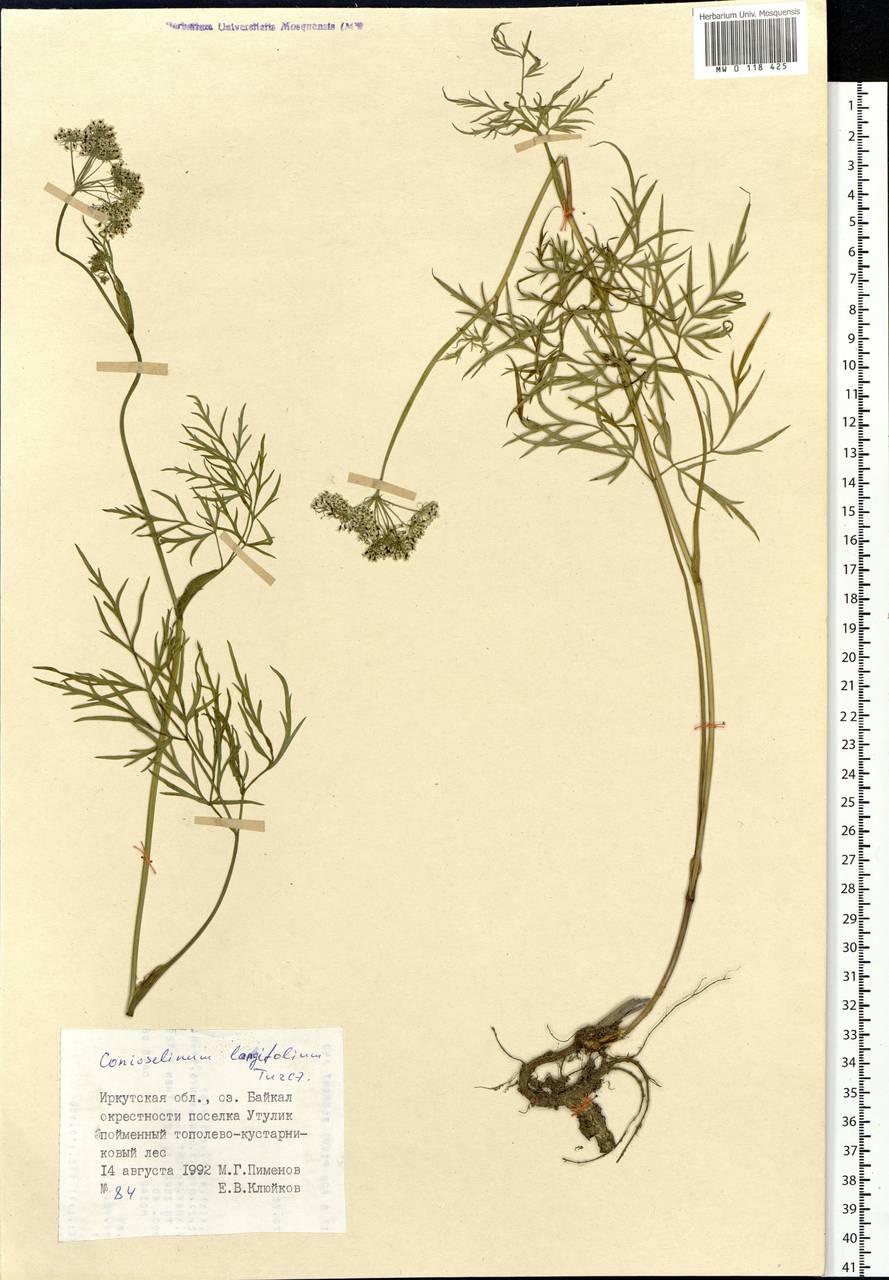 Conioselinum longifolium Turcz., Siberia, Baikal & Transbaikal region (S4) (Russia)