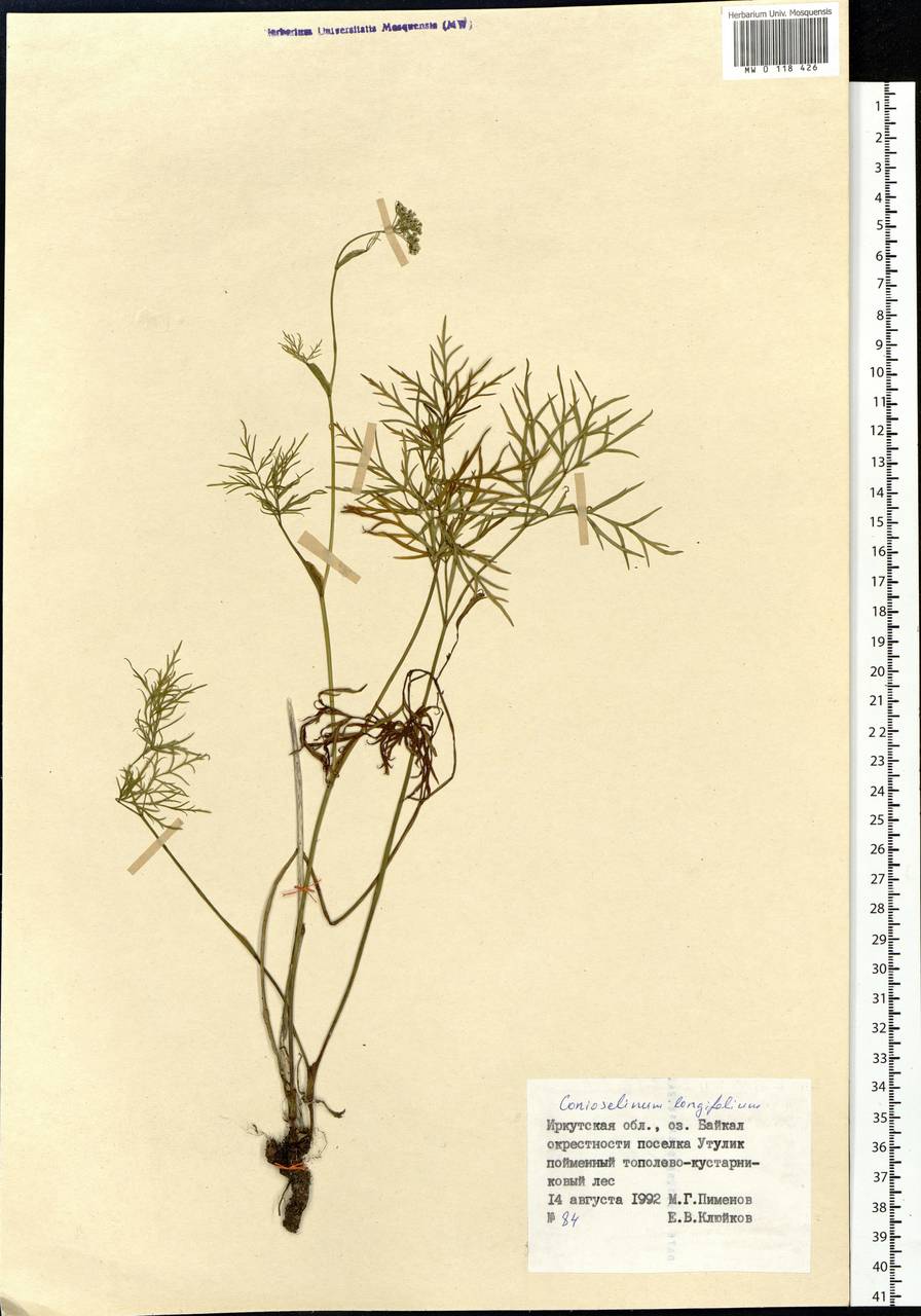 Conioselinum longifolium Turcz., Siberia, Baikal & Transbaikal region (S4) (Russia)