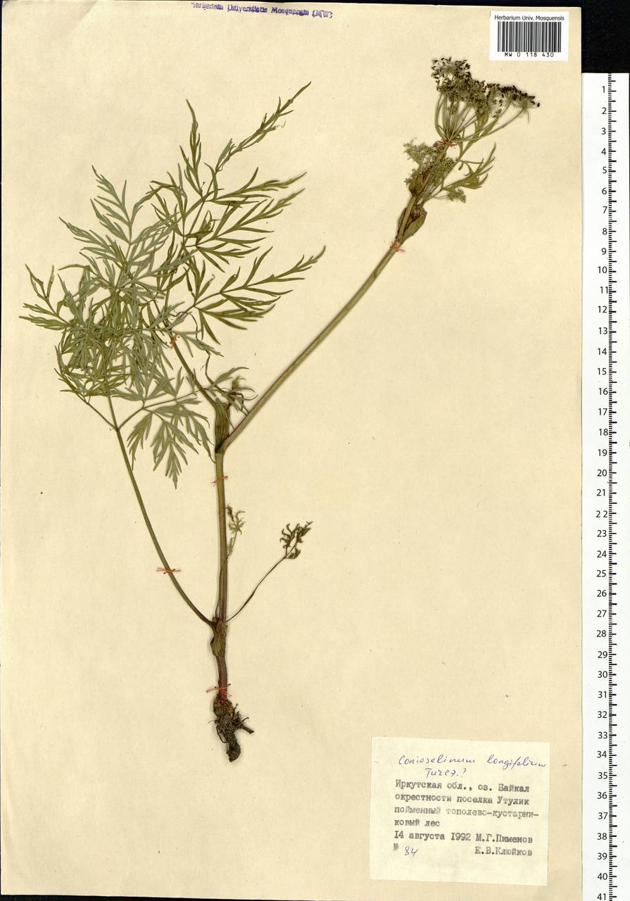 Conioselinum longifolium Turcz., Siberia, Baikal & Transbaikal region (S4) (Russia)