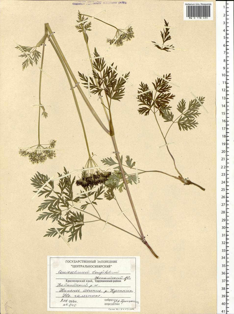 Conioselinum longifolium Turcz., Siberia, Central Siberia (S3) (Russia)