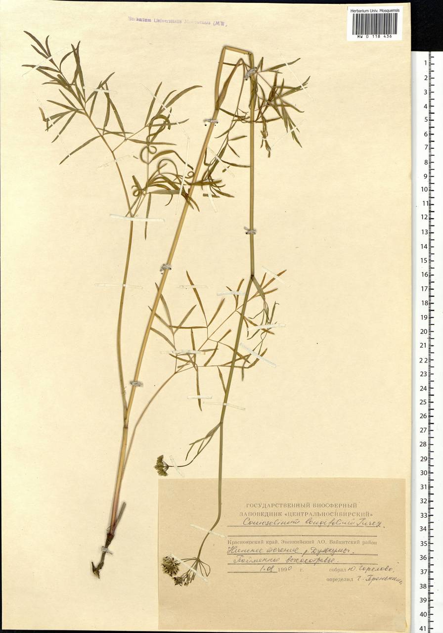 Conioselinum longifolium Turcz., Siberia, Central Siberia (S3) (Russia)