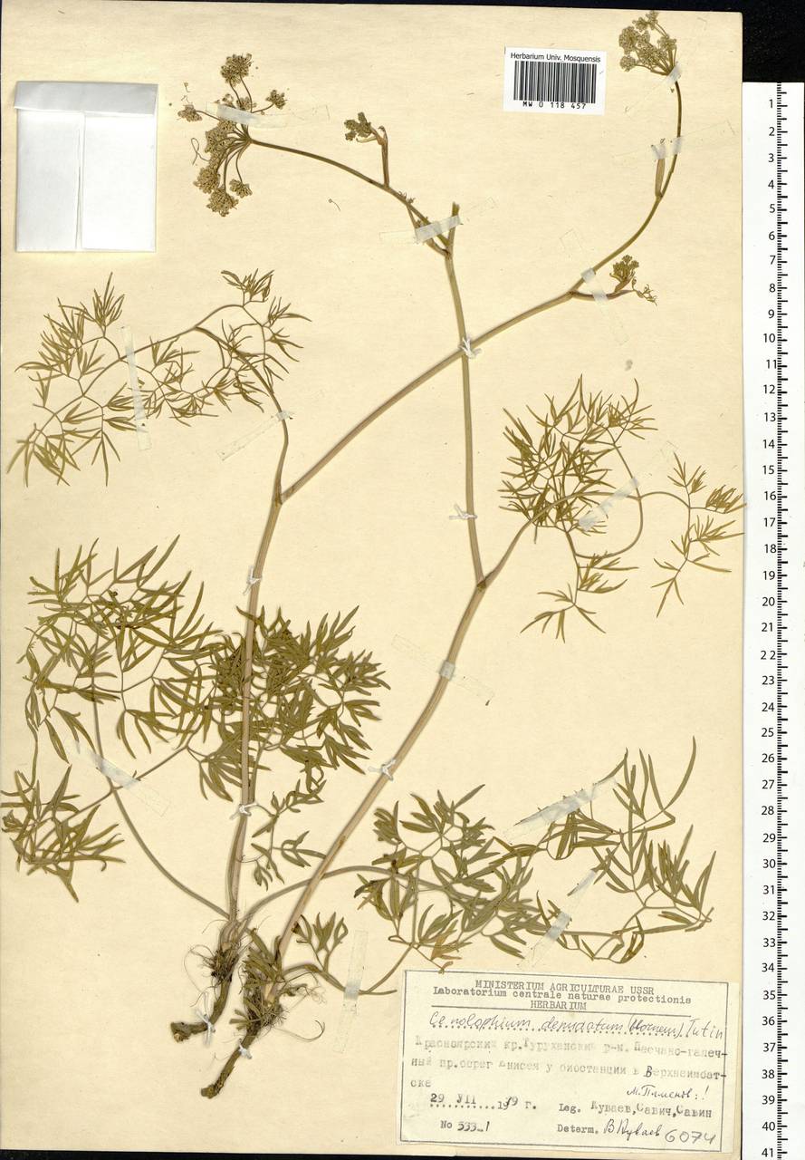 Cenolophium fischeri (Spreng.) W. D. J. Koch, Siberia, Central Siberia (S3) (Russia)