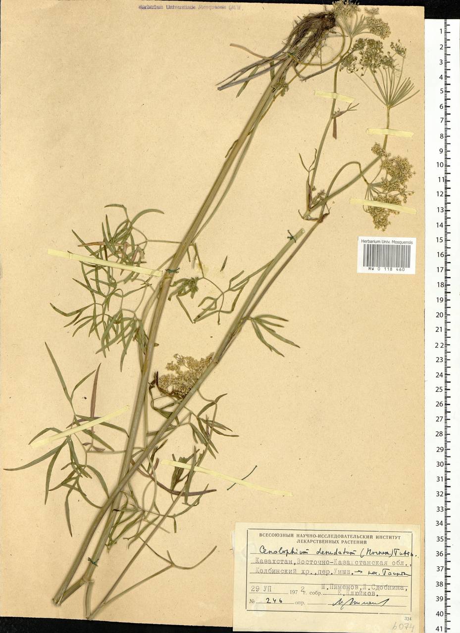 Cenolophium fischeri (Spreng.) W. D. J. Koch, Siberia, Western (Kazakhstan) Altai Mountains (S2a) (Kazakhstan)