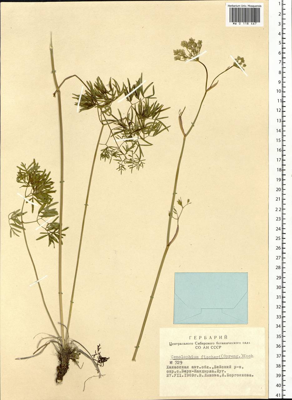 Cenolophium fischeri (Spreng.) W.D.J.Koch, Siberia, Altai & Sayany Mountains (S2) (Russia)