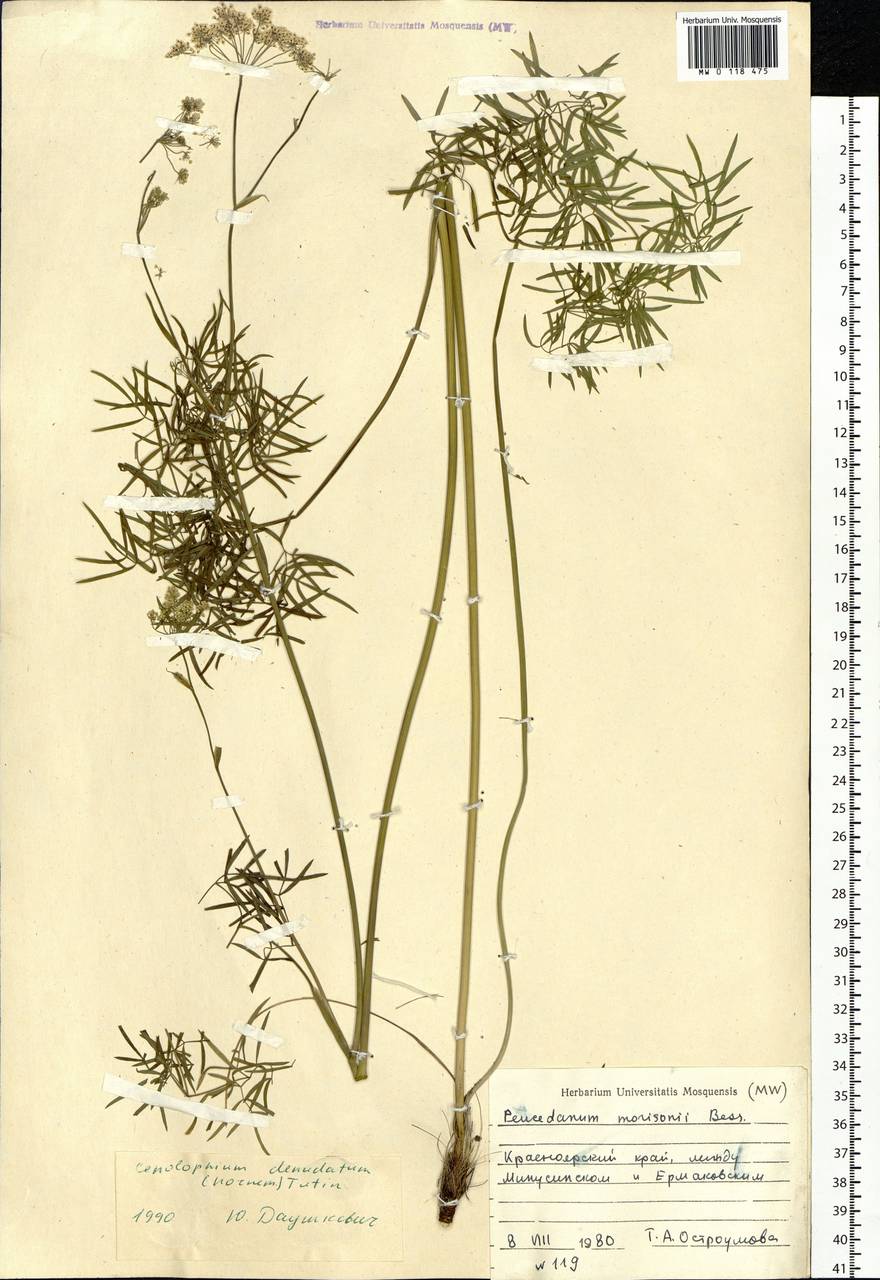 Cenolophium fischeri (Spreng.) W.D.J.Koch, Siberia, Altai & Sayany Mountains (S2) (Russia)