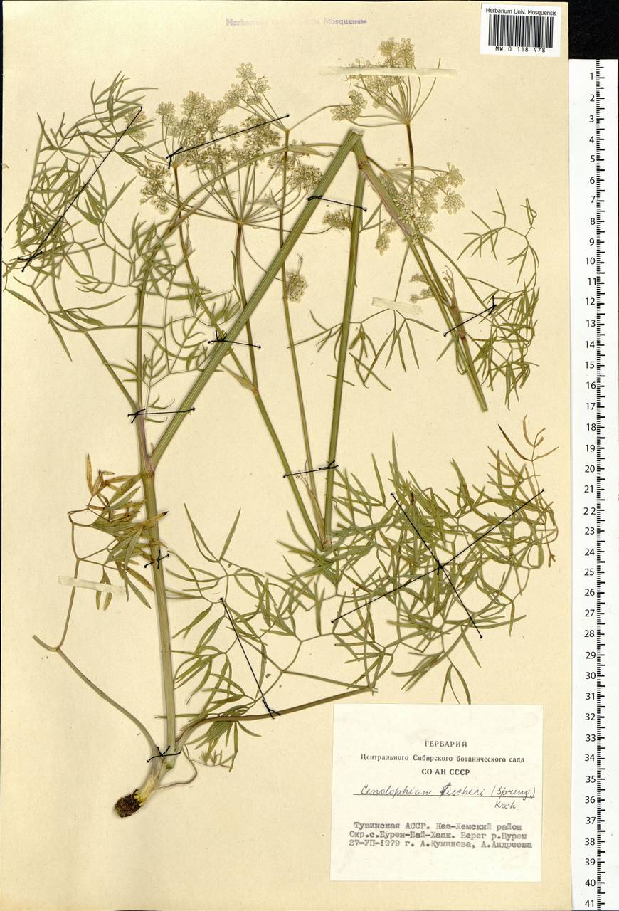 Cenolophium fischeri (Spreng.) W.D.J.Koch, Siberia, Altai & Sayany Mountains (S2) (Russia)