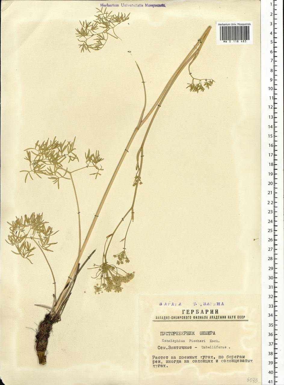 Cenolophium fischeri (Spreng.) W. D. J. Koch, Siberia, Western Siberia (S1) (Russia)