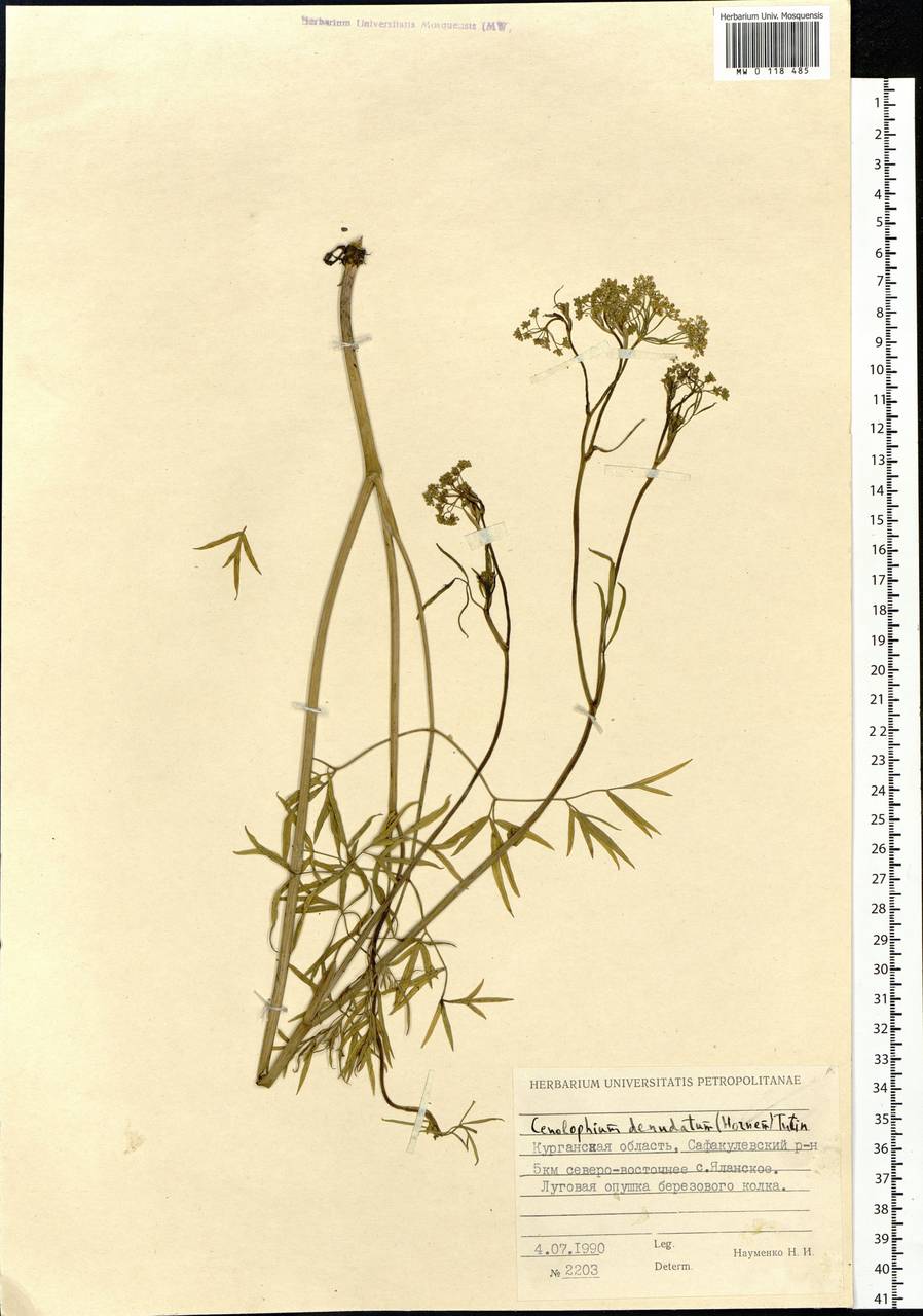 Cenolophium fischeri (Spreng.) W.D.J.Koch, Siberia, Western Siberia (S1) (Russia)
