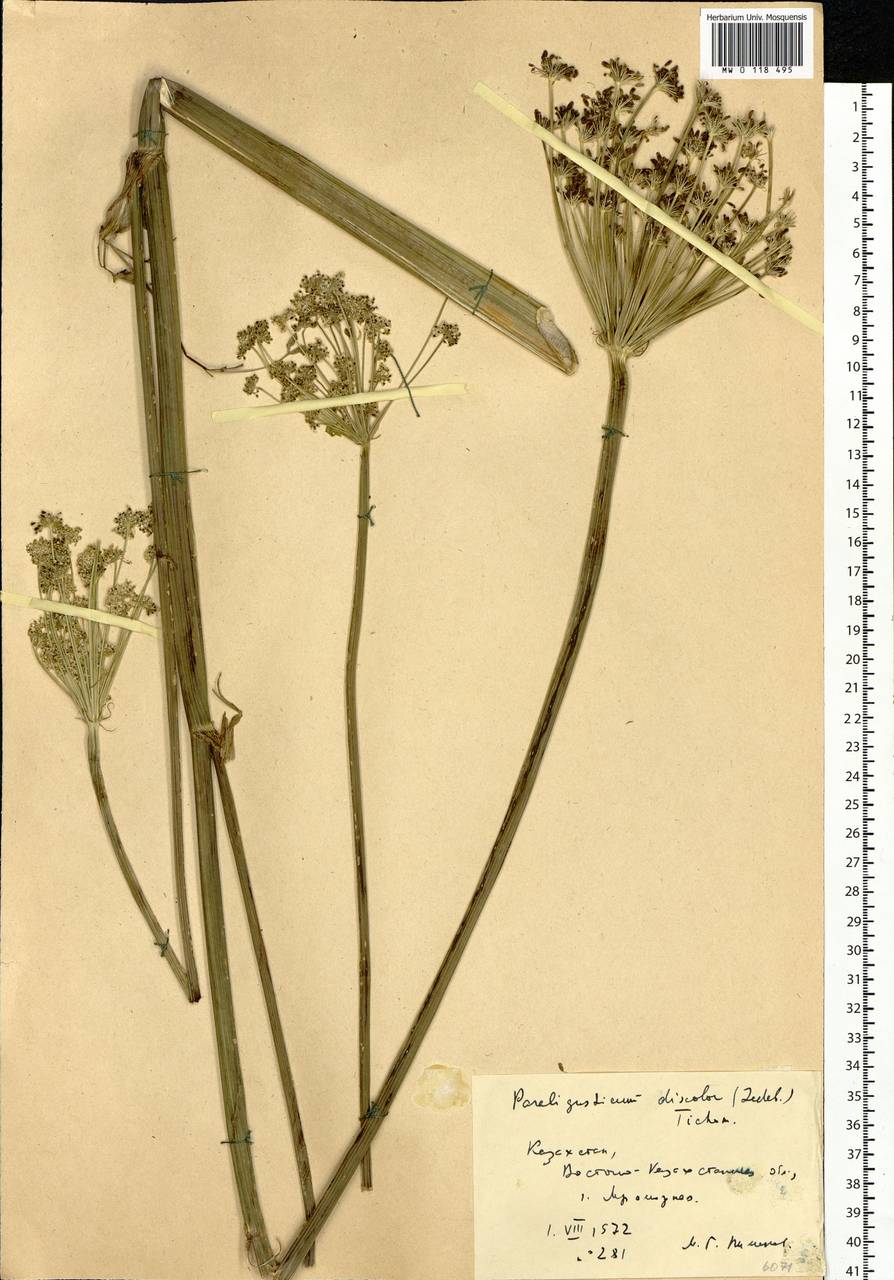 Paraligusticum discolor (Ledeb.) Tikhom., Siberia, Western (Kazakhstan) Altai Mountains (S2a) (Kazakhstan)