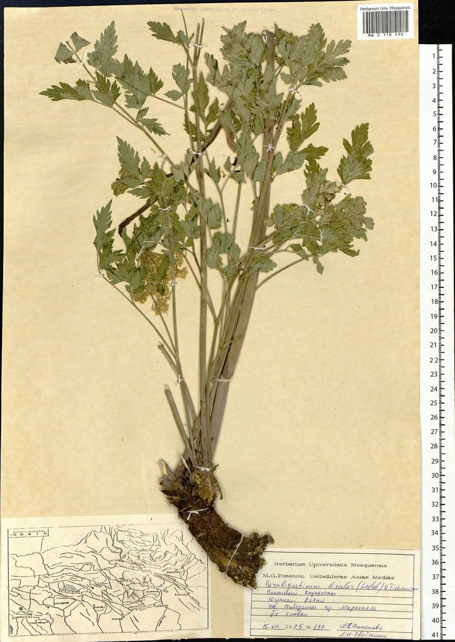 Paraligusticum discolor (Ledeb.) Tikhom., Siberia, Western (Kazakhstan) Altai Mountains (S2a) (Kazakhstan)