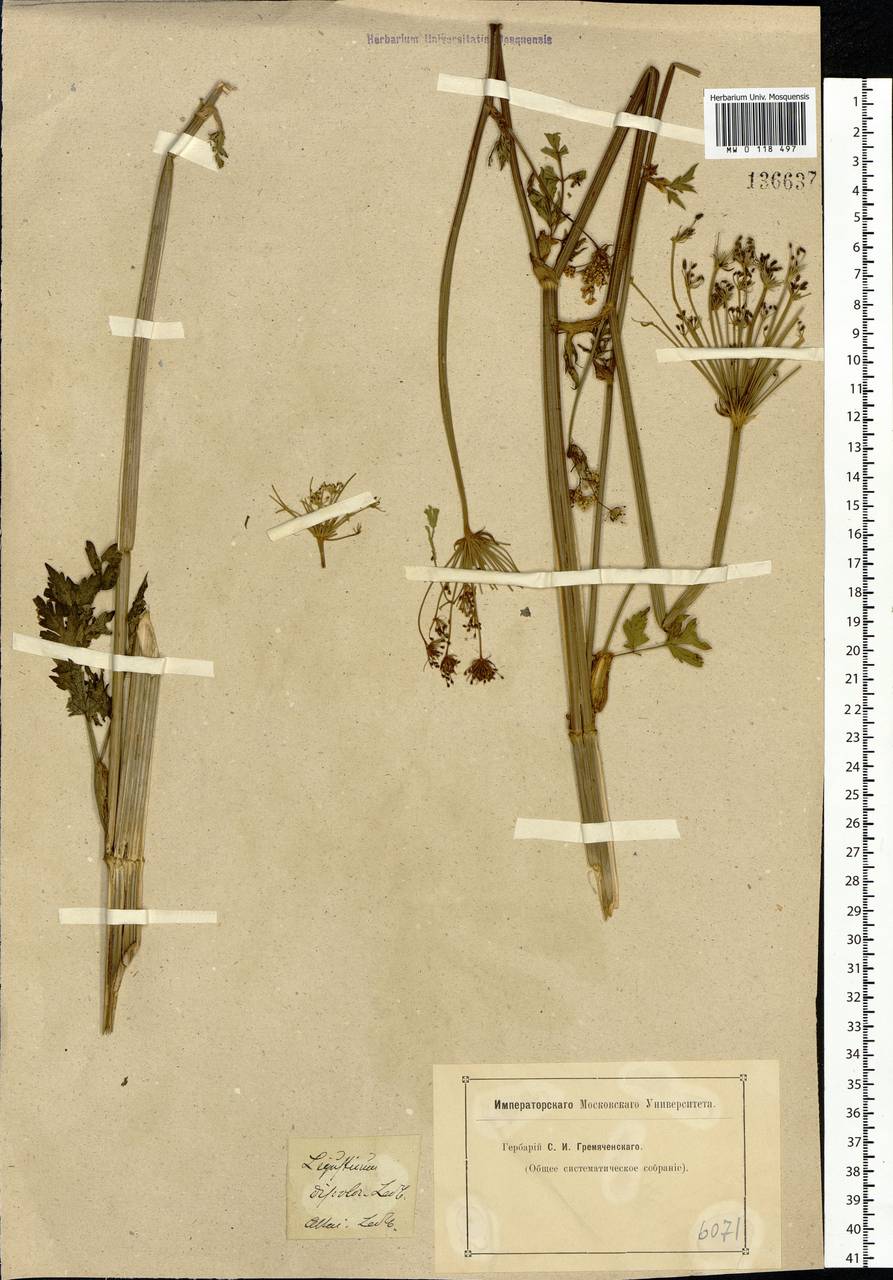 Paraligusticum discolor (Ledeb.) Tikhom., Siberia, Altai & Sayany Mountains (S2) (Russia)