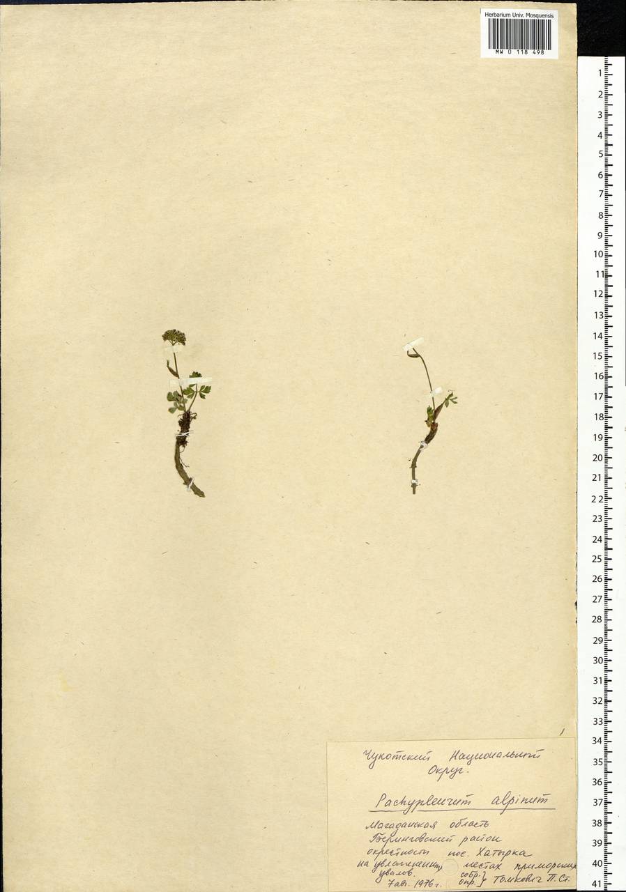 Pachypleurum mutellinoides (Crantz) Holub, Siberia, Chukotka & Kamchatka (S7) (Russia)