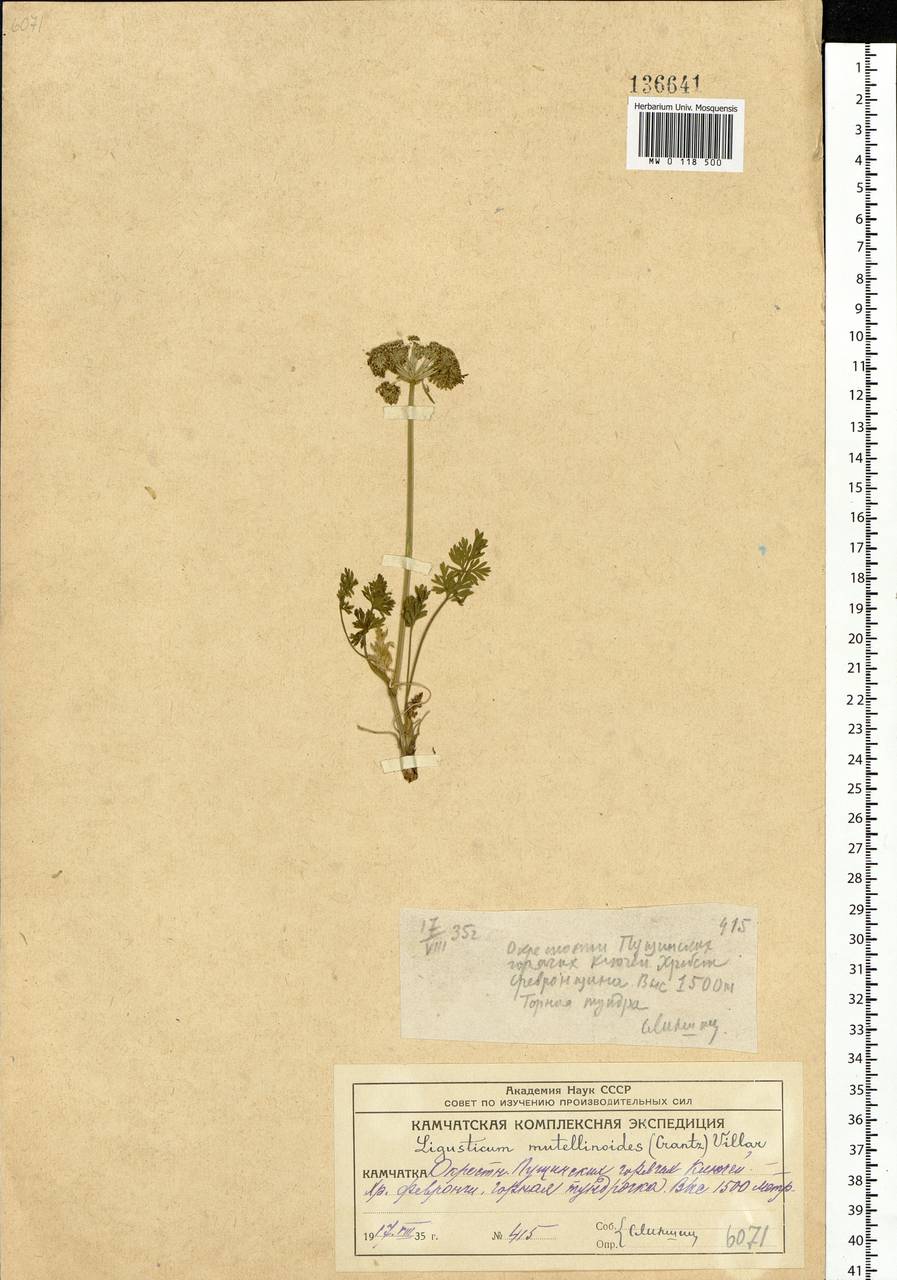 Pachypleurum mutellinoides (Crantz) Holub, Siberia, Chukotka & Kamchatka (S7) (Russia)