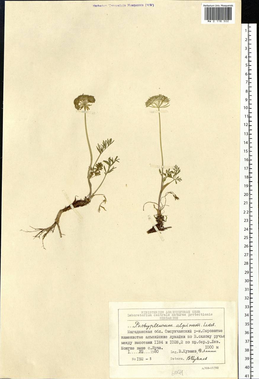 Pachypleurum mutellinoides (Crantz) Holub, Siberia, Chukotka & Kamchatka (S7) (Russia)
