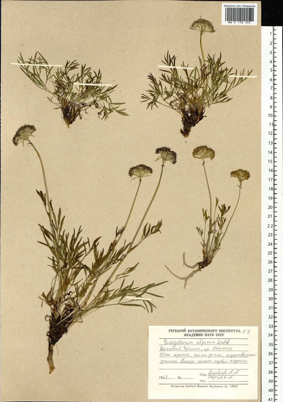 Pachypleurum mutellinoides (Crantz) Holub, Siberia, Chukotka & Kamchatka (S7) (Russia)