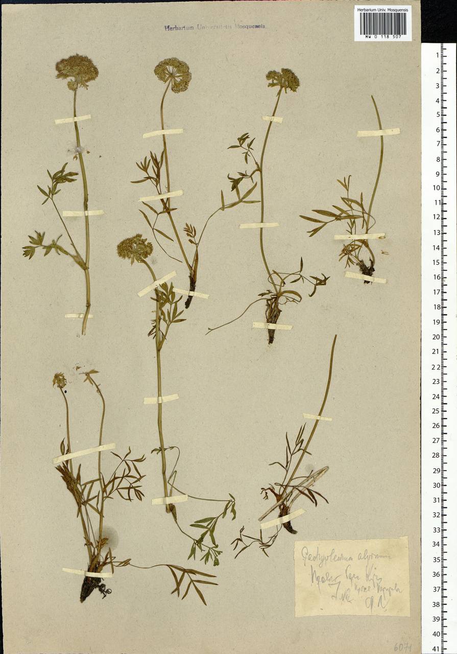 Pachypleurum mutellinoides (Crantz) Holub, Siberia, Chukotka & Kamchatka (S7) (Russia)