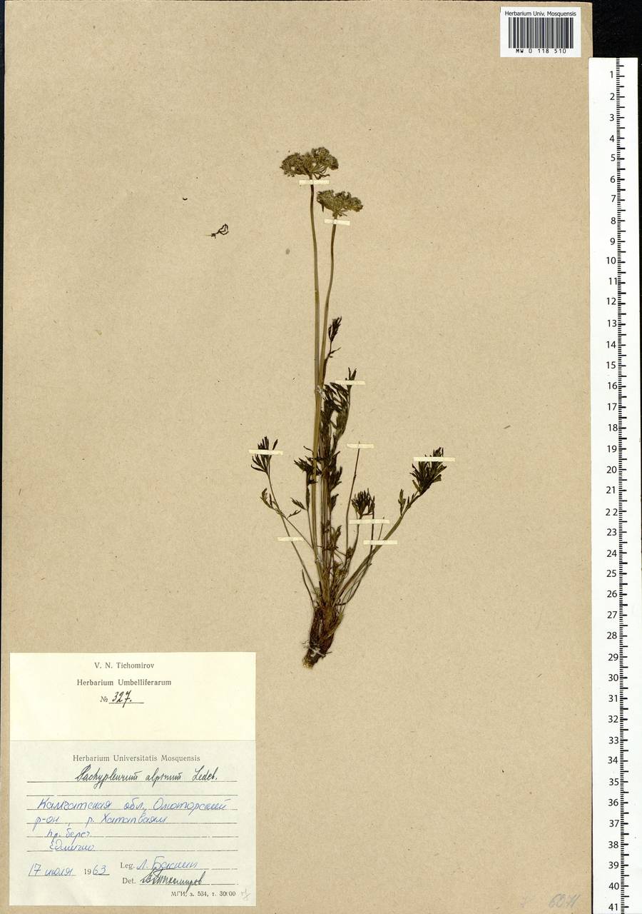 Pachypleurum mutellinoides (Crantz) Holub, Siberia, Chukotka & Kamchatka (S7) (Russia)