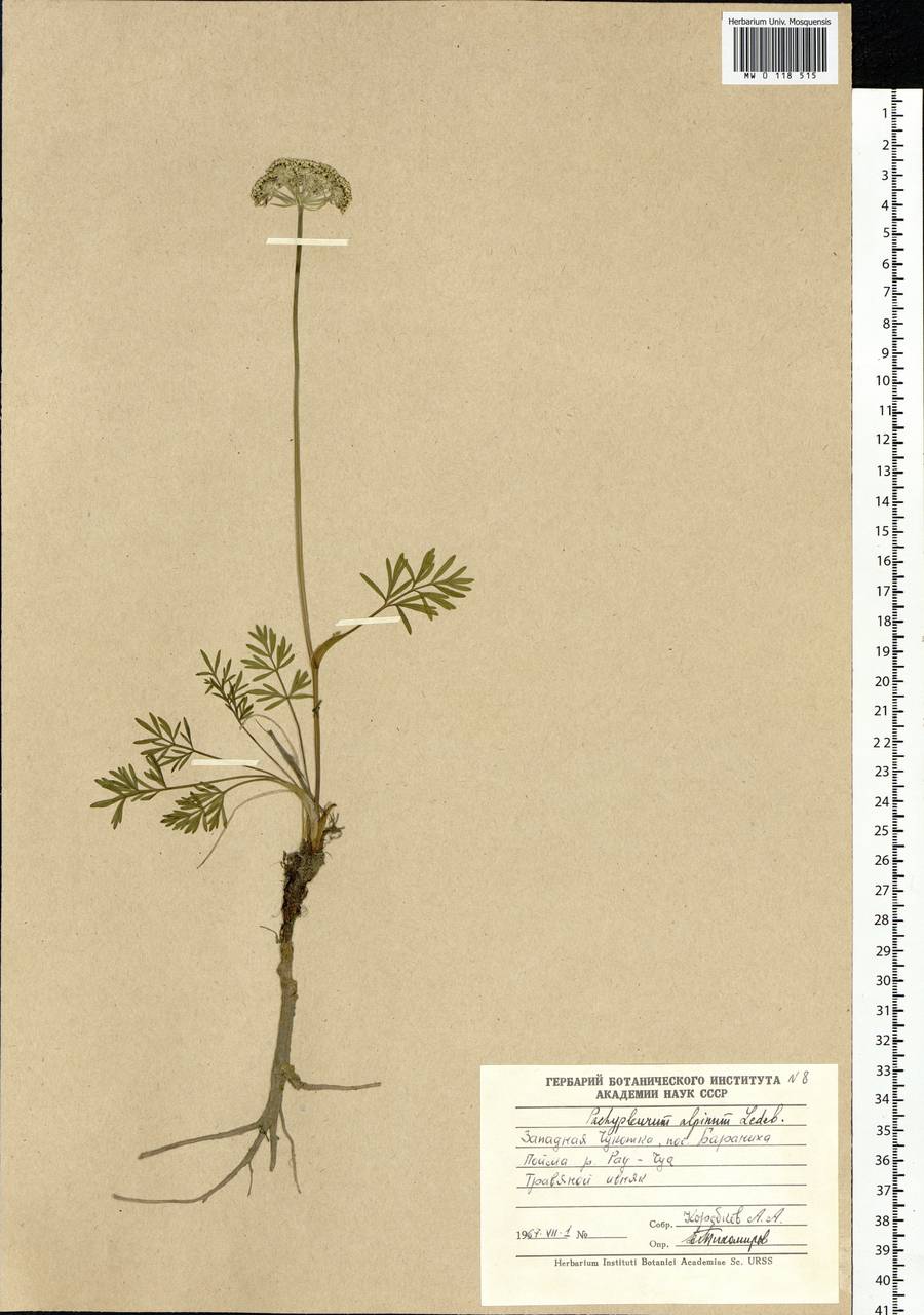 Pachypleurum mutellinoides (Crantz) Holub, Siberia, Chukotka & Kamchatka (S7) (Russia)