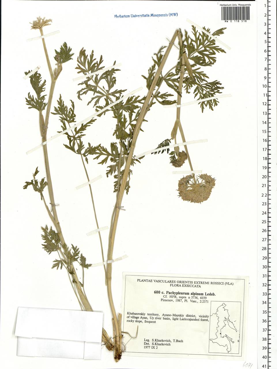 Pachypleurum mutellinoides (Crantz) Holub, Siberia, Russian Far East (S6) (Russia)