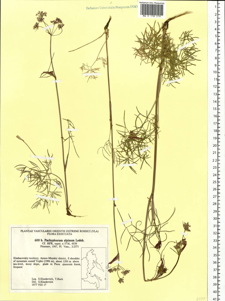Pachypleurum mutellinoides (Crantz) Holub, Siberia, Russian Far East (S6) (Russia)