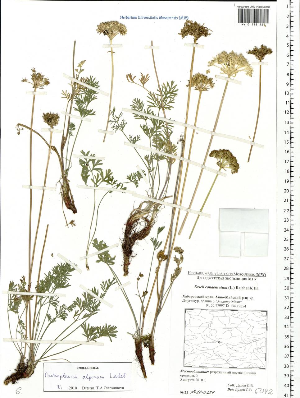 Pachypleurum mutellinoides (Crantz) Holub, Siberia, Russian Far East (S6) (Russia)