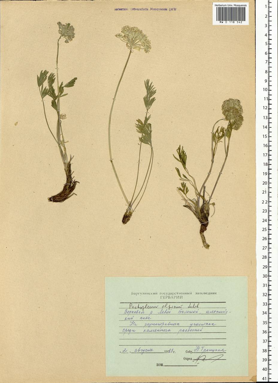 Pachypleurum mutellinoides (Crantz) Holub, Siberia, Baikal & Transbaikal region (S4) (Russia)