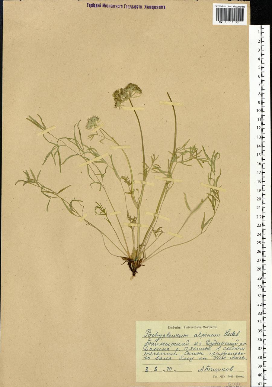 Pachypleurum mutellinoides (Crantz) Holub, Siberia, Central Siberia (S3) (Russia)