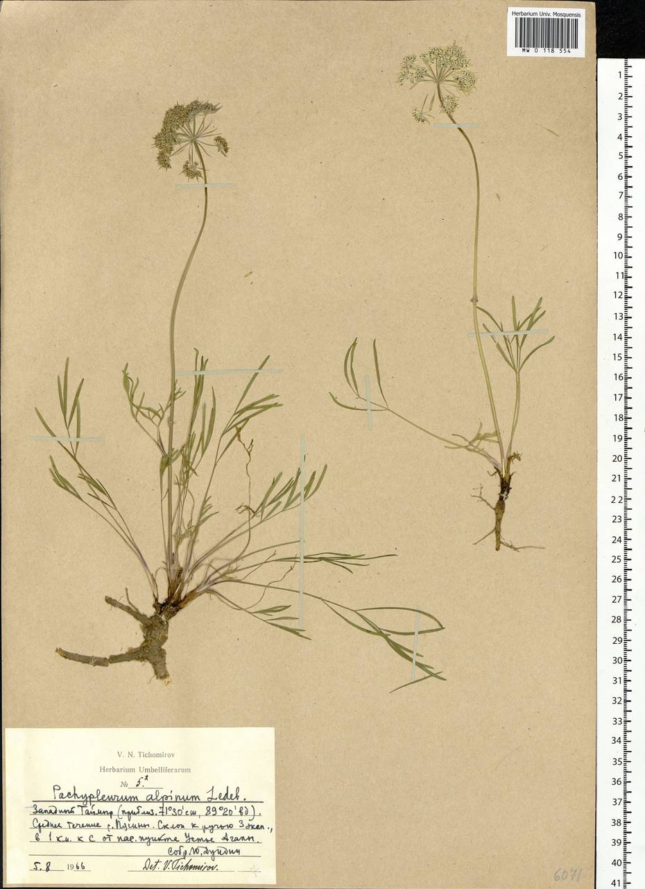 Pachypleurum mutellinoides (Crantz) Holub, Siberia, Central Siberia (S3) (Russia)