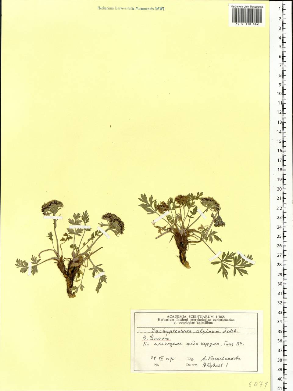 Pachypleurum mutellinoides (Crantz) Holub, Siberia, Central Siberia (S3) (Russia)